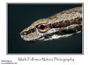 Painted mock viper Psammodynastes pictus